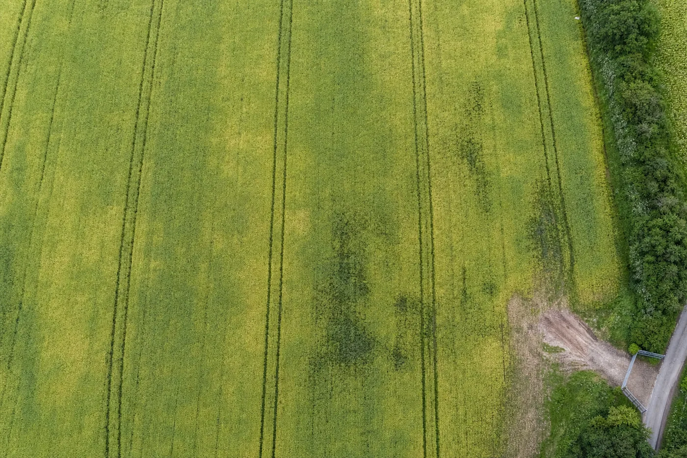 Straight-down aerial view of an arable field showing tramlines, pale patches and darker weedy areas